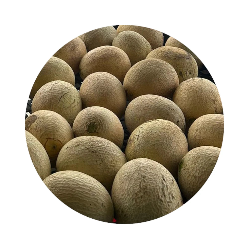 Cantaloupe from Amish Farm, Small