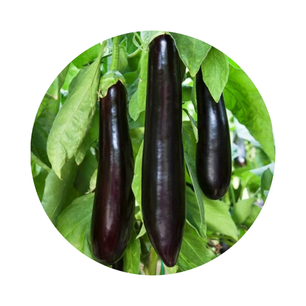 Eggplant from Amish Farm, 1 lb