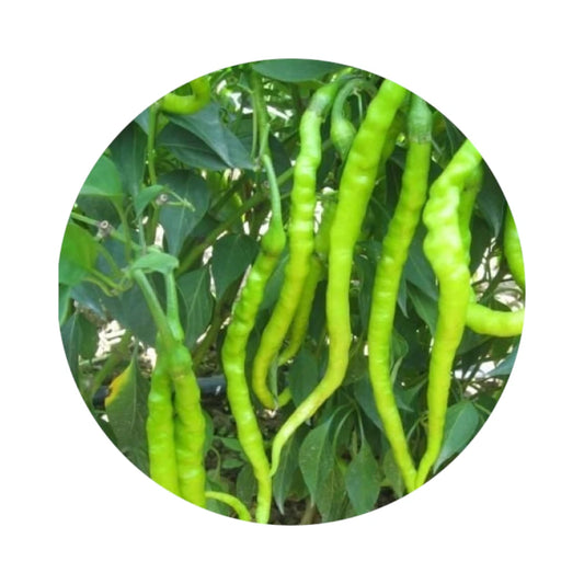 Fresh Green Long Pepper from Amish Farm, 8 oz (0.5 lb)
