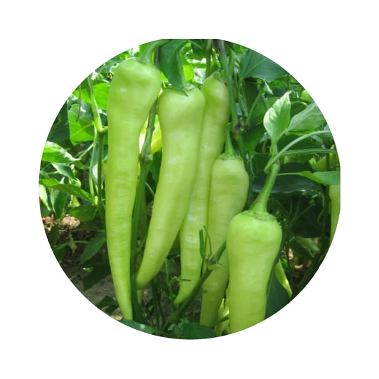Fresh Sweet Banana Pepper from Amish Farm, 1 lb
