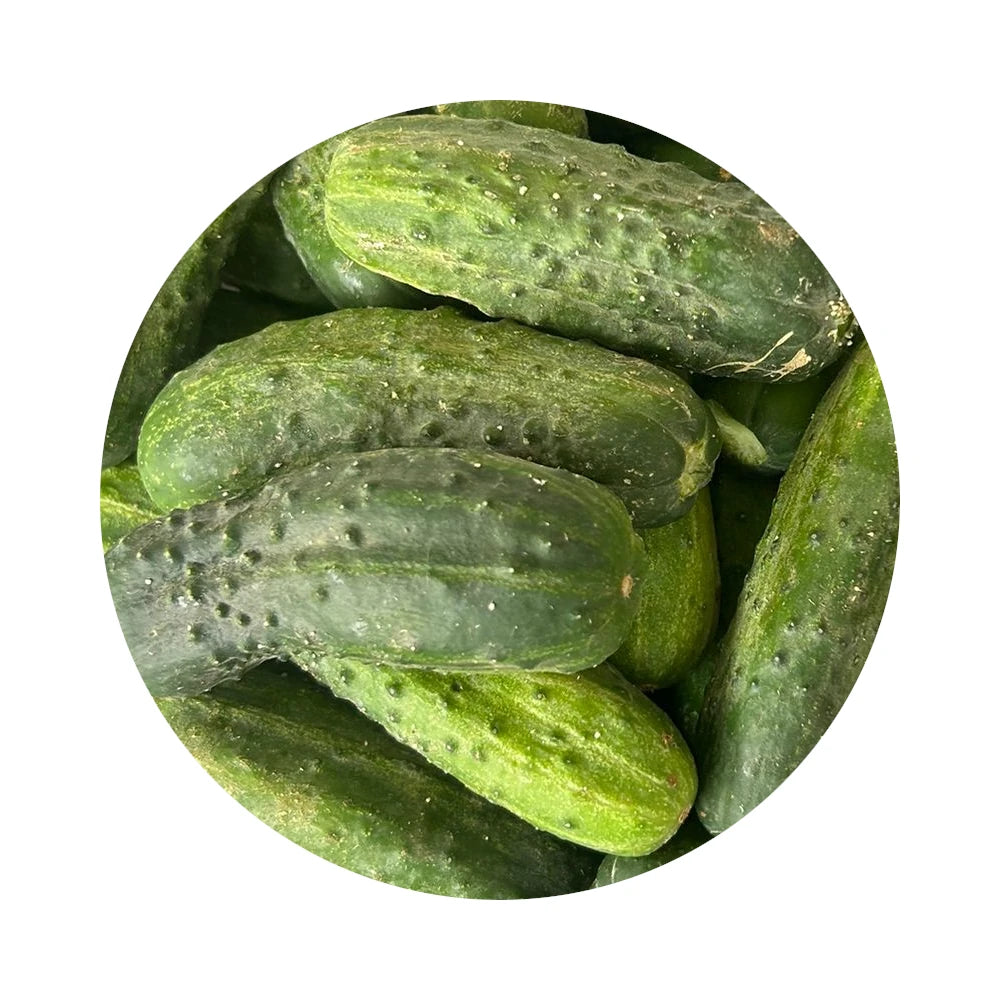 Pickling Cucumber (4 inch) from Amish Farm, 1 lb
