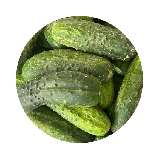 Pickling Cucumber (4 inch) from Amish Farm, 1 lb