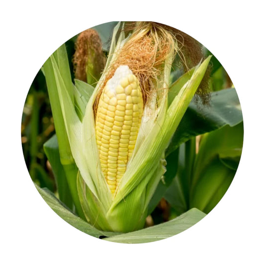 Fresh Sweet Corn from Amish Farm, Each (Per Ear)