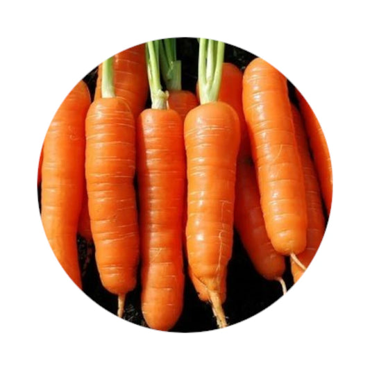 Carrot from Amish Farm, 1 lb
