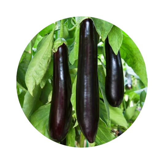 Eggplant from Amish Farm, 1 lb