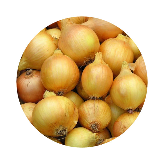 Fresh Yellow Onion from Amish Farm