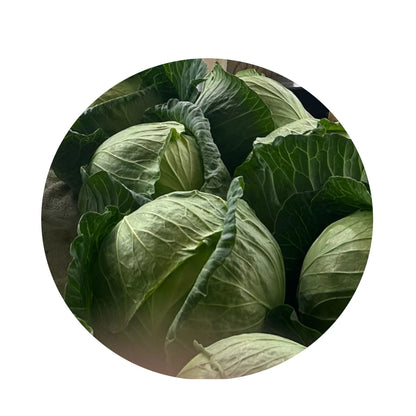Cabbage from Amish Farm, Medium